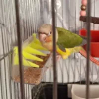 گرینچیک سه ماهه|پرنده|مهریز, |دیوار