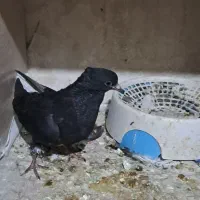 کبوتر|پرنده|رامشیر, |دیوار