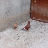 نرو ماده کرمانی