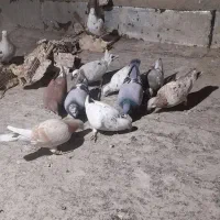 کفتر شهرستانی