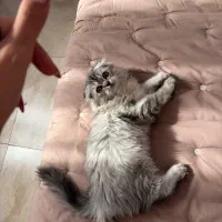 اسکاتیش لانگ هیر