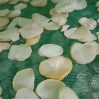 موسیر پلاکی