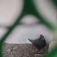 کبوتر دم سفید|پرنده|حمیدیا, |دیوار