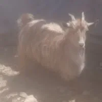 بزغاله
