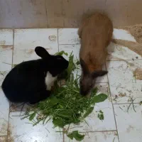 خرگوش یک جفت نر و ماده