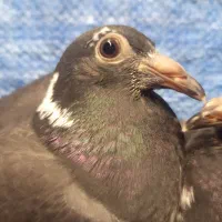 جوجه جان اردن|پرنده|دلند, |دیوار