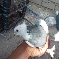 کبوتر|پرنده|ارسنجان, |دیوار