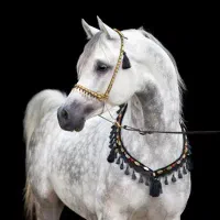 دوتا اسب عرب خالص کره