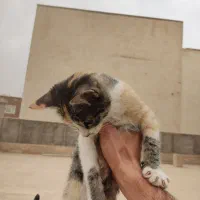 واگذاری بچه گربه|گربه|قم, پردیسان|دیوار