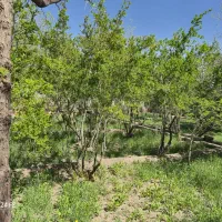باغ انار و عناب واقع در شهر کوهپایه اصفهان