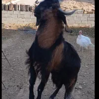 بزنر برای نگهداری نسل کشی عالی|حیوانات مزرعه|بجنورد, |دیوار