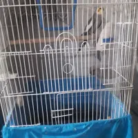 عروس هلندی نر