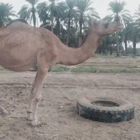 شتر ماده با بچش شیری|حیوانات مزرعه|ایرانشهر, |دیوار