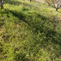 فروش یونجه چین دوم در شهرستان اهر|خدمات باغبانی و درختکاری|فندقلو, |دیوار