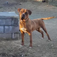 سگ پیتوایلر اصیل