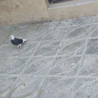 کفتر باخت رفته