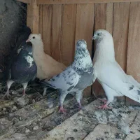 کفتر|پرنده|قم, شهرک سازمان آب|دیوار