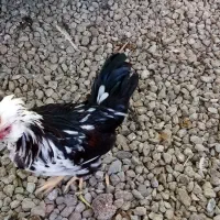 خروس گلین و محلی اصیل