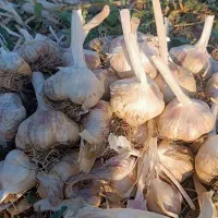 سیر همدان قیمت توافقی