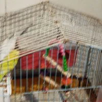 دوتا مرغعیش با قفس با آب خوری و غذا خوری