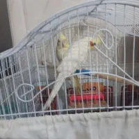 عروس هلندی لوتینو سخنگو انگشتر نقره