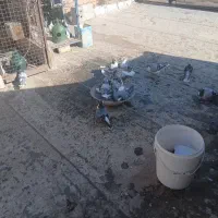 تهرانی|پرنده|اصفهان, سرچشمه|دیوار