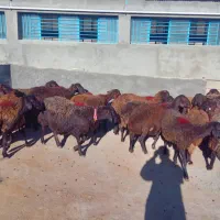 میش هترو و همو آبستن|حیوانات مزرعه|صحنه, |دیوار