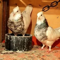 4 جفت طوقی هفت رنگ میزون