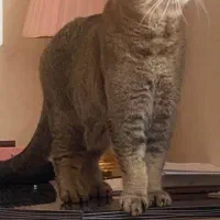 واگذاری گربه اسکاتیش