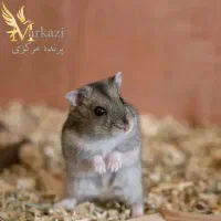 همستر مینیاتوری|موش و خرگوش|بندرعباس, |دیوار