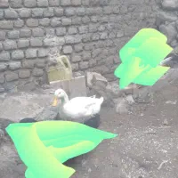 اردک سفید نر