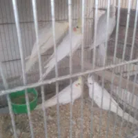 عروس هلندی البینو ولوتینو