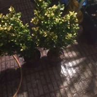 گل و گیاه تزیینی|گل و گیاه طبیعی|کرج, کیانمهر|دیوار