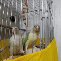 طوطی جفت|پرنده|پاکدشت, پاکدشت (مامازند)|دیوار