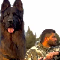 کشش ژرمن گریت دین دوبرمن داگو سرابی