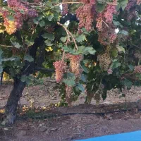 گیاه مو و موندراپ و مویز و سایر....|گل و گیاه طبیعی|تهران, آزادشهر|دیوار