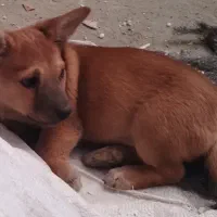 گوشی|موبایل|گرگان, |دیوار