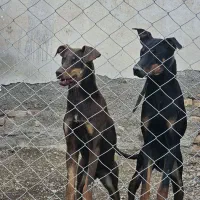 سگ دوبرمن نر