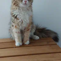 گربه ماده دم روباهی