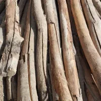 خرید انواع چوب و تیر چوب و ریشه درخت میوه