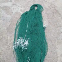 تور ماهی و بلدرچین