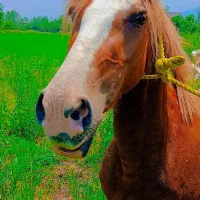 مادیان با کره