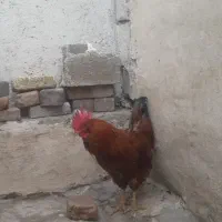 خورس|حیوانات مزرعه|تبریز, |دیوار