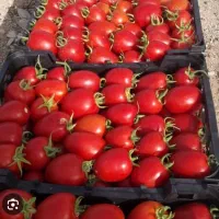 گوجه ربی درجه 1