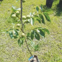 نهال های پر بار میوه گردو پسته بادام|خدمات باغبانی و درختکاری|ساری, |دیوار