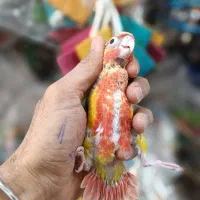 سرلاکی راهب شاه طوطی کوتوله گرینچیک عروس|پرنده|خمینیشهر, |دیوار