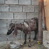 بز داشتی نژاد دار|حیوانات مزرعه|میناب, |دیوار