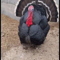 بوقلمون بوربون و برنز (قه لی سور و رش)|حیوانات مزرعه|مریوان, |دیوار