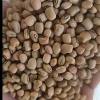 لوبیا آشی بوره