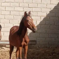 مادیون سواری وکره مادیون پنج نشان|اسب و تجهیزات اسب‌سواری|شیراز, ارم|دیوار